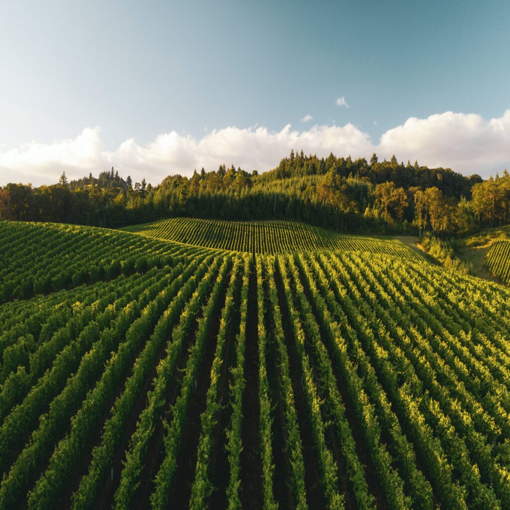 A farmer's field with rows of crops extending out into the distance where it meets a forest with a cloudy blue sky above it